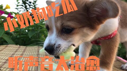 娱乐吃瓜酱狗狗,揭秘娱乐圈的萌宠生活