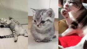 萌猫视频搞笑,萌猫视频笑料连连